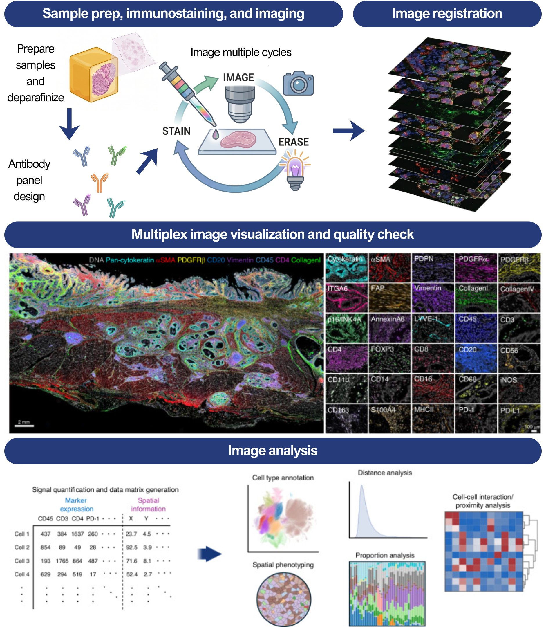 Step-by-step workflow of multiplex imaging in spatial proteomics, from FFPE tissue preparation and antibody panel design through cyclic staining, image acquisition, and computational registration to single-cell data matrix generation with marker expression and x/y spatial coordinates per cell.