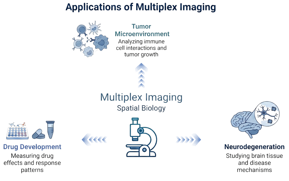 Diagram showing three main application areas of multiplex imaging in spatial biology: tumor microenvironment analysis, neurodegeneration research, and drug development.