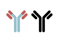 Making Sense of Antibody Validation Data: An Expert Explains
