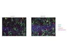 Sensitive Detection of Oxidative Stress Markers in Brain Tissue Using Invitrogen Anti-Nitrotyrosine Antibody