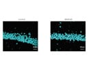 Consistent SOD1 staining in mouse hippocampus