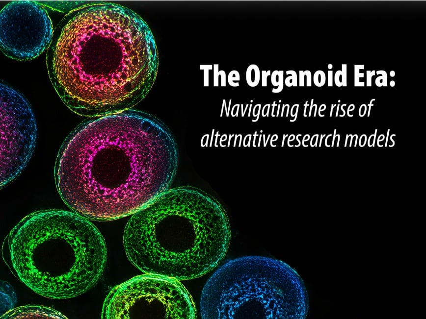 The Organoid Era: Navigating the Rise of Alternative Research Models ...