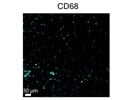 Well-Validated Antibody for CD68 Detection in the Mouse Brain