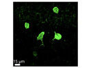 Optimized Anti-Parvalbumin Antibodies for Mouse Brain Immunostaining