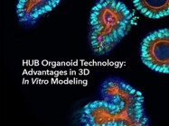 Advantages in 3D In Vitro Modeling with HUB Organoids