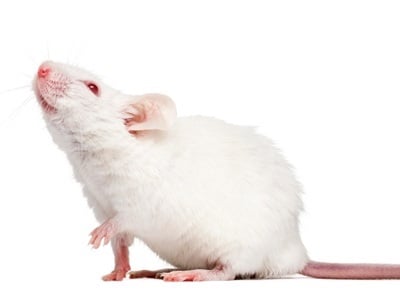 An albino laboratory mouse looks up.