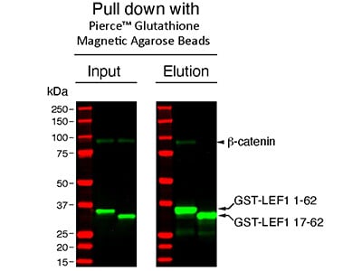 magnetic glutathione beads Agarose Resin for GST Pull Down Assays Kit/Reagent Review SEPTALLOW Size:Special Set (30g + 12g*2) or immunoprecipitation (IP) of The antioxidant glutathione plays