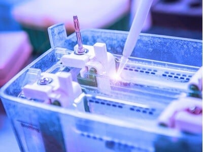Protein samples loaded onto an agarose gel in preparation for electrophoresis as part of western blotting.