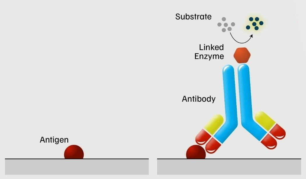 Diagram of direct ELISA