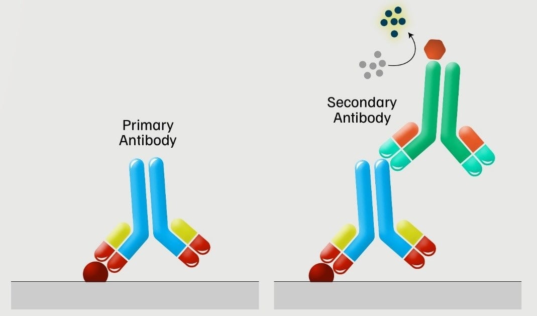 Diagram of indirect ELISA