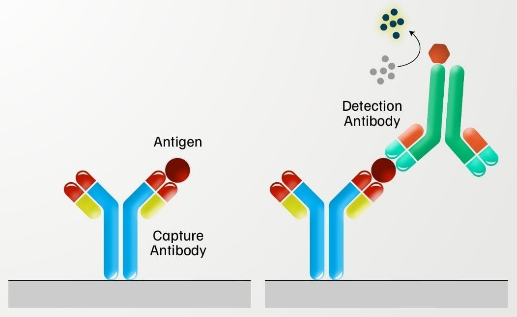 Diagram of sandwich ELISA
