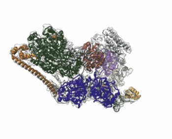 transcription factor
