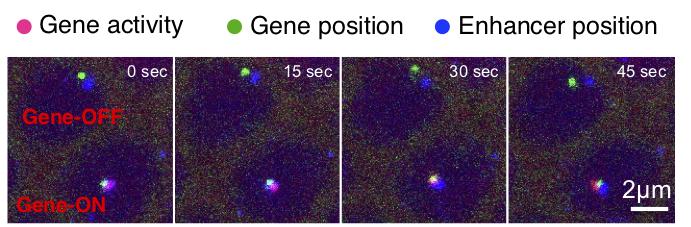 Live-Cell Imaging Used to Illustrate How Junk DNA Switches on a Gene ...