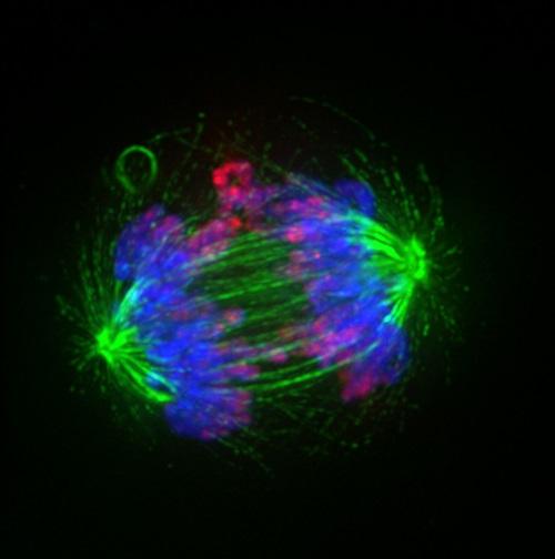 telomeres