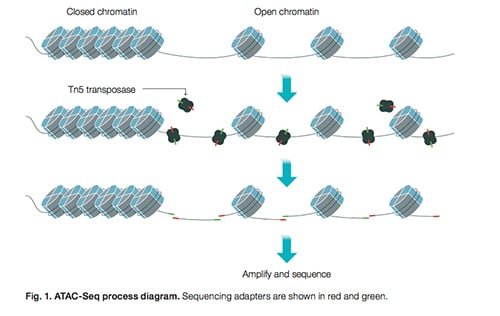 transcriptome