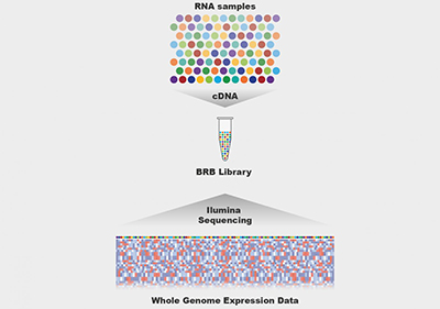 brb-seq