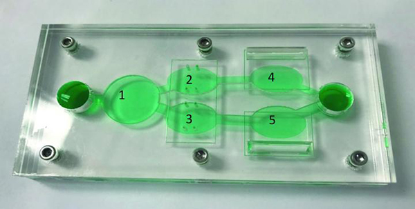 multi organ on a chip