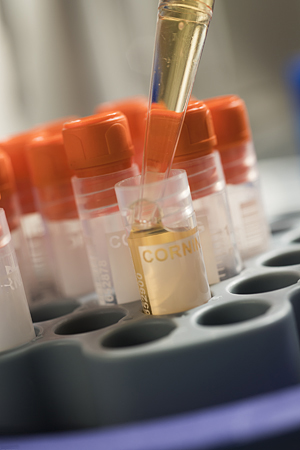 cryopreservation