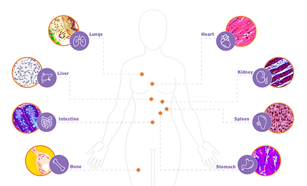 organoids