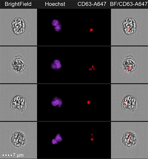 flow cytometry