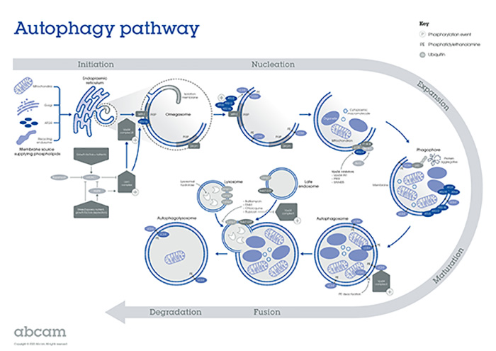 autophagy