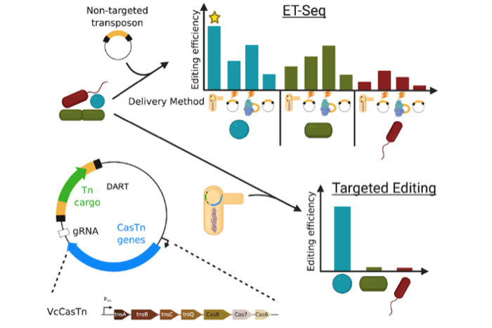 Bio Editing Two New Tools Enable Editing of Microbial Communities | Biocompare: The ...