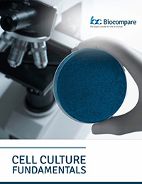 cell culture