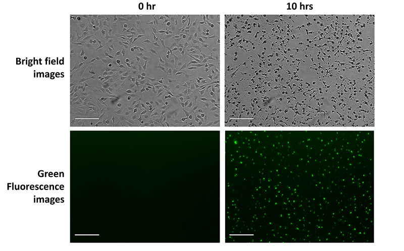 live cell imaging
