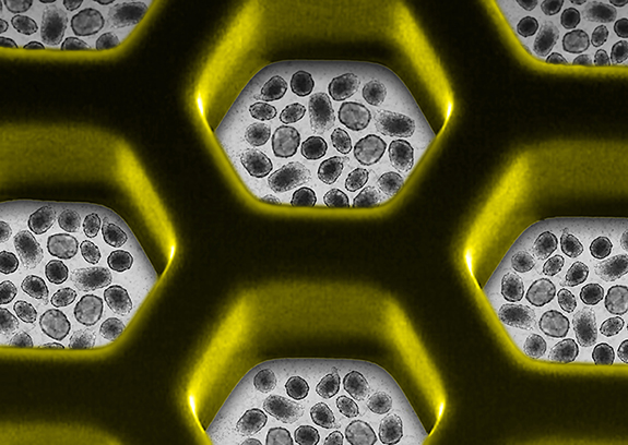 cell line development
