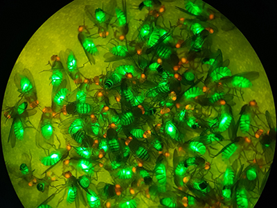 gene drive