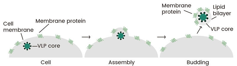 Membrane proteins