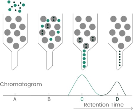 recombinant antibodies