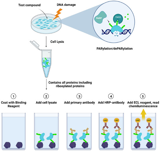 cellular parylation