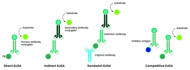 elisa