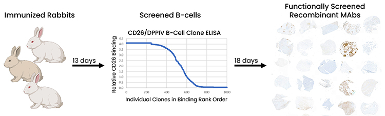 antibody generation