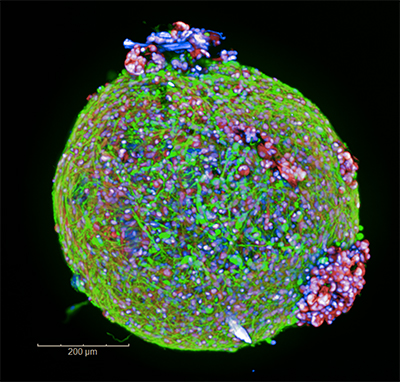 3D cell imaging