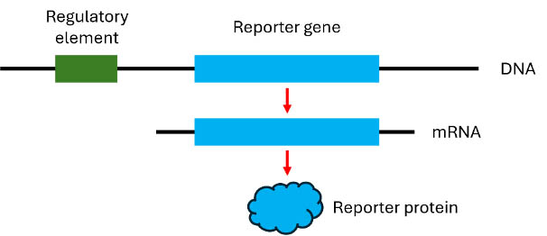 reporter cell lines