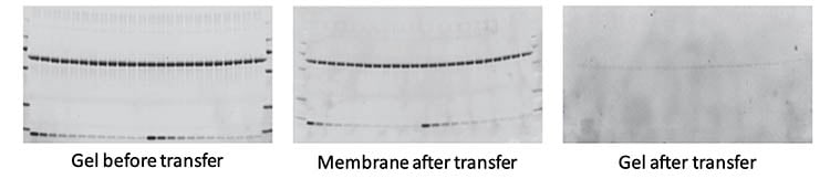 western blotting