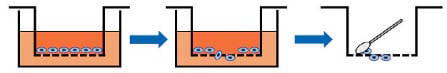 cell migration