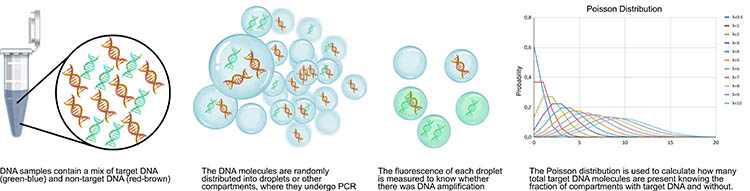 Diagram showing the four steps of droplet digital PCR: DNA sample partitioning into droplets, random distribution of target and non-target DNA molecules, fluorescence readout per droplet, and Poisson distribution calculation to determine absolute copy number.