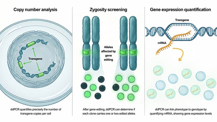 Illustration of three ddPCR applications in clone selection: copy number analysis showing transgene copies per cell, zygosity screening comparing mono-allelic versus bi-allelic edited clones, and gene expression quantification using mRNA targets link genotype to phenotype.
