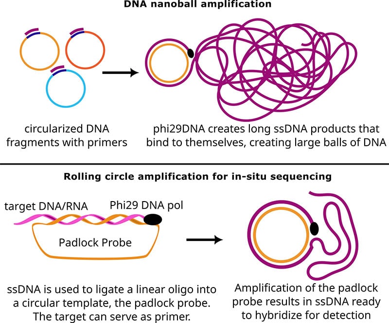 DNA nanoball amplification