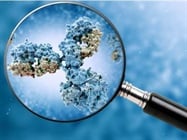 Secondary Antibodies