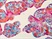 HRP Substrates