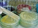 Bacterial Expression Vectors