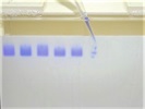 Unstained Protein Ladders