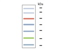 Broad Range Protein Ladders