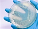 Agar