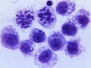 Jurkat Cell Lines | Biocompare