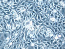 CHO Cell Lines